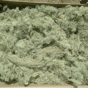 Usnea Lichen 100% natural image 4
