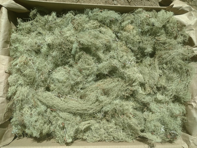 Usnea Lichen 100% natural image 4
