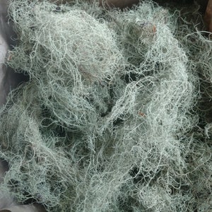 Usnea Lichen 100% natural