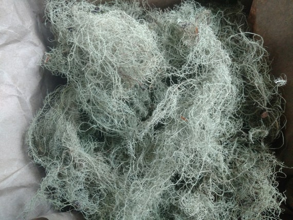 Usnea Lichen 100% natural