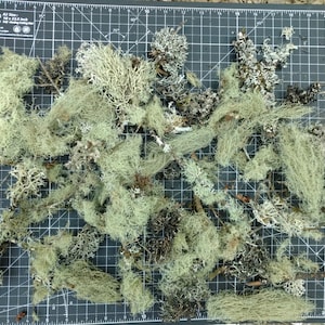 Peut inclure: Une collection de lichen séché vert clair sur une surface de grille noire. Le lichen est disposé dans une variété de formes et de tailles.