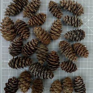 Conos de abeto Douglas, 100% naturales