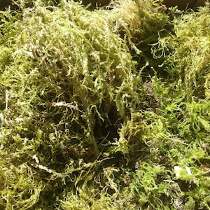 May include: A close-up of a large pile of dried moss. The moss is a light green color and has a soft, feathery texture.