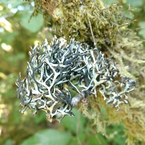 Tube type lichen - 100% Natural