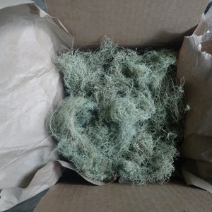 Usnea Lichen 100% natural image 3