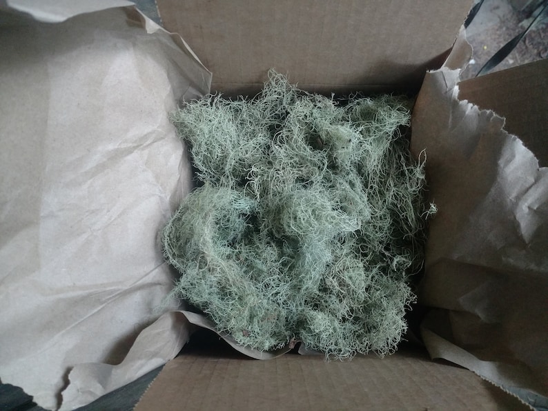 Usnea Lichen 100% natural image 3
