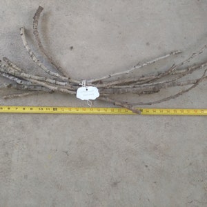 Cottonwood Branches, 100% Natural