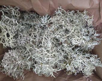 Liquen de musgo de roble - Evernia prunastri - 100% Natural