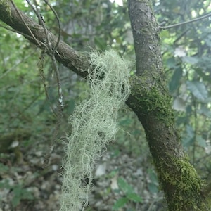 Usnea Lichen 100% natural image 2