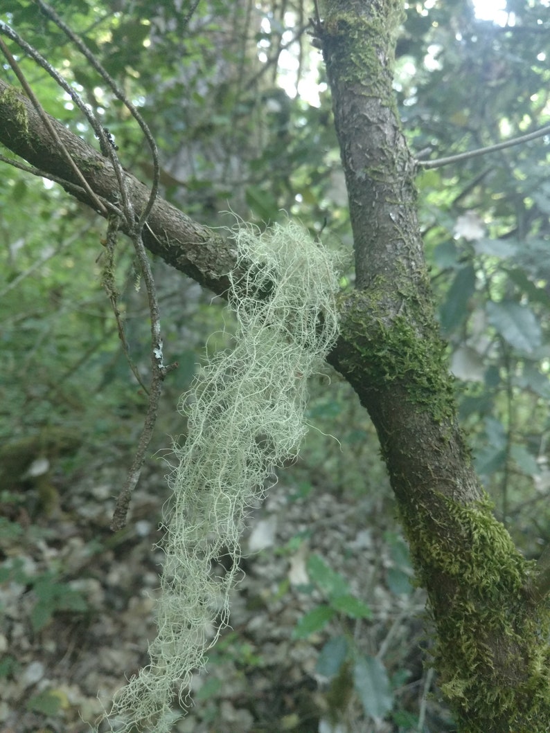 Usnea Lichen 100% natural image 2