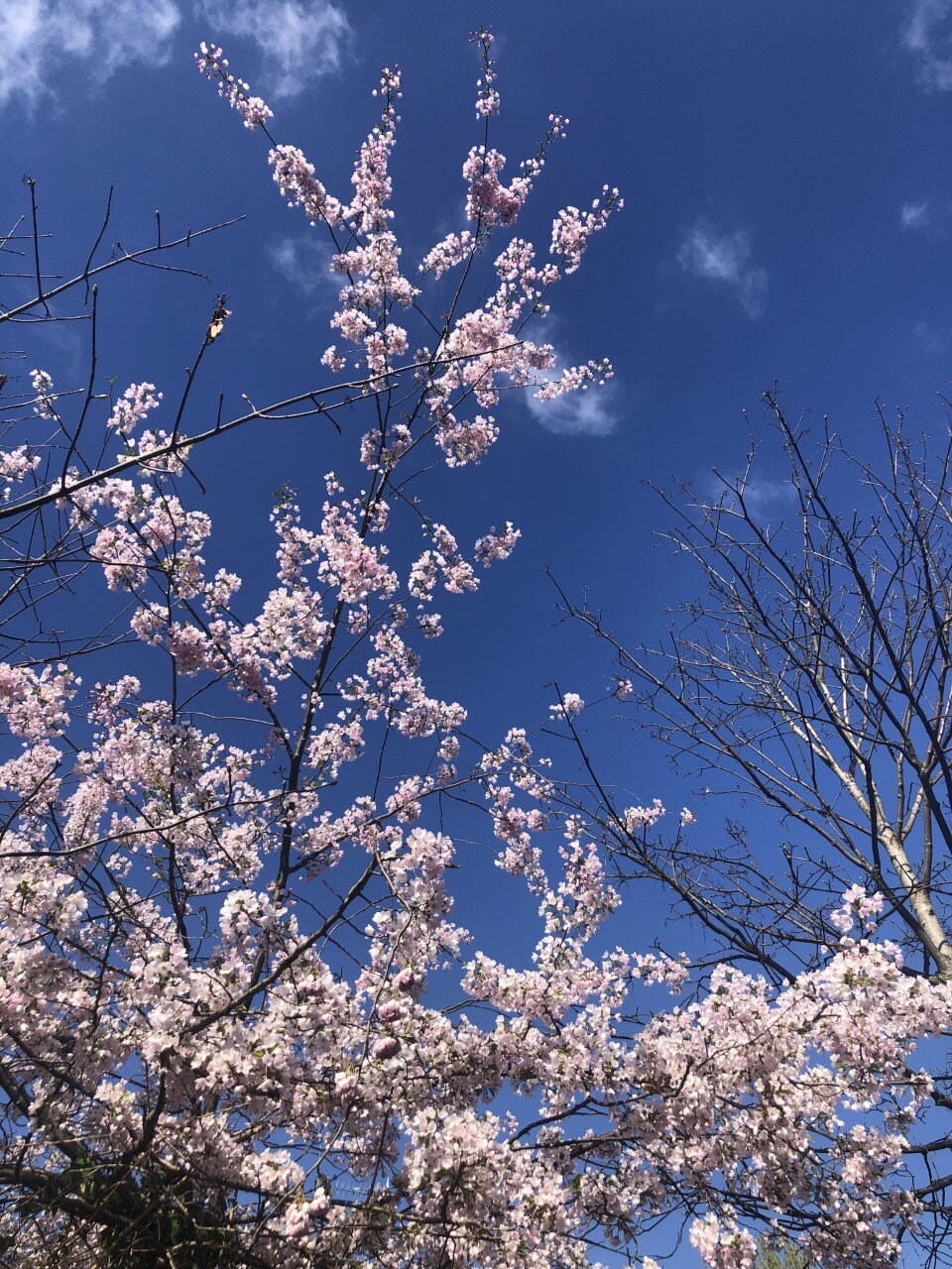 cherry-blossom-tree-photography-print-blue-spring-summer-sky-cherry