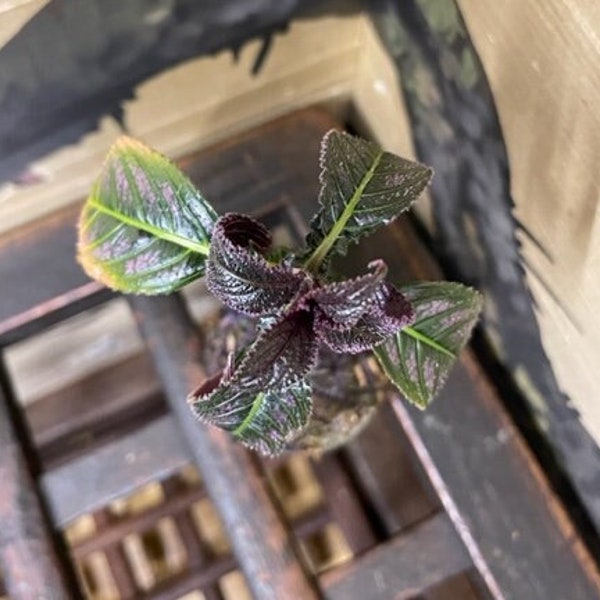 Persian Shield (Strobilanthes dyeriana) in Kokedama