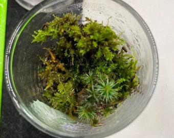 Mini Mossarium in Recycled Glass