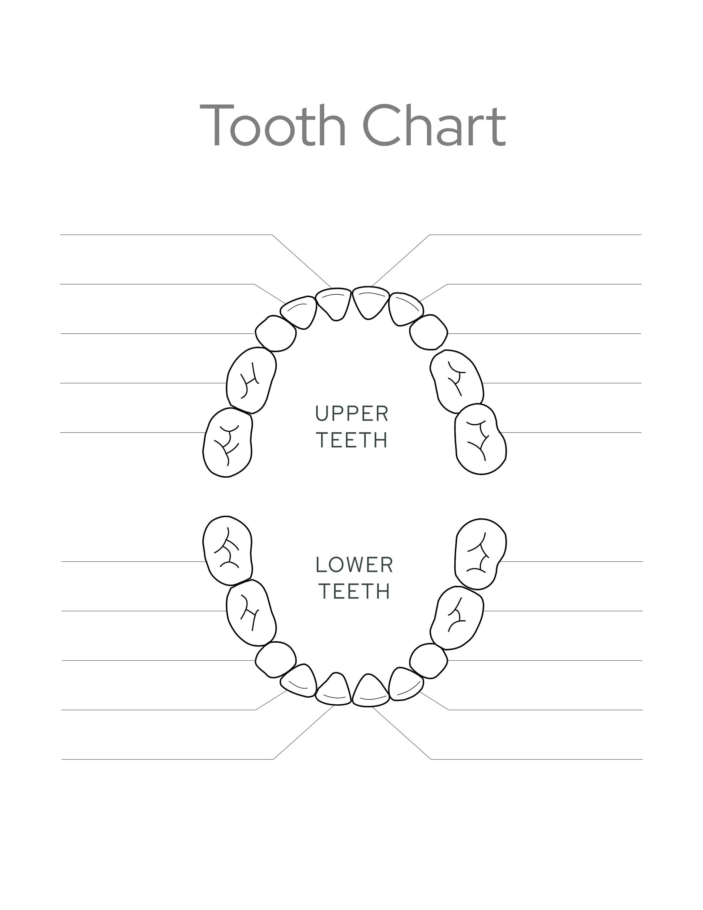 BABY Tooth Chart Baby Tooth PRINTABLE Tooth Chart Etsy