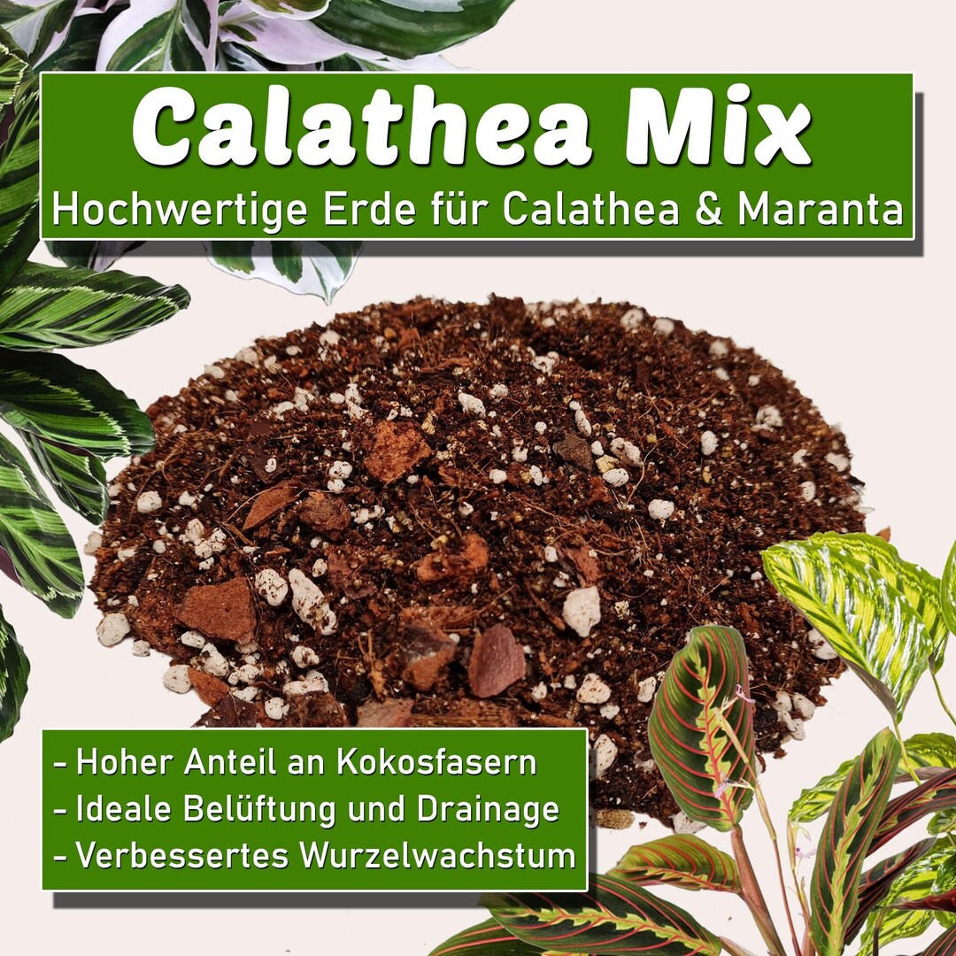 Calathea Erde | Substrat fr Calathea & Maranta Arten, faserige Mischung,  ideale Belftung, starkes Wachstum - Etsy sterreich