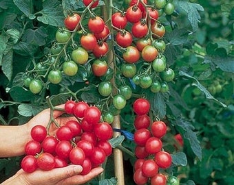 Tomato Cherry Sweet Million F1 22 Finest Seeds