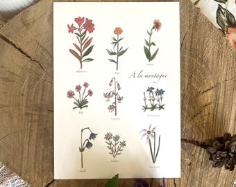 Herbier "À la montagne"