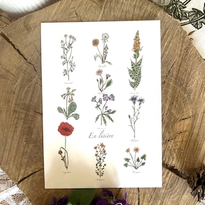 Herbier "En lisière" format A6 et A4