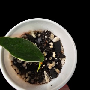 Hoya Polyneura Albomarginata