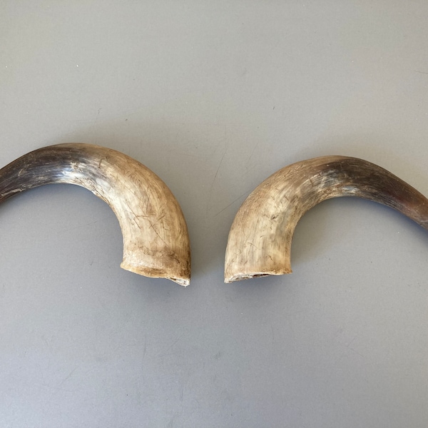 Raw Cow Horns Etsy