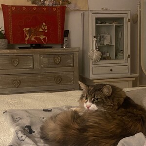 Peut inclure: Un chat brun et blanc à poils longs avec des yeux verts est enroulé sur un lit avec une couverture blanche et grise. Le chat regarde vers la gauche du cadre. Le lit est dans une pièce avec une commode en bois et une armoire blanche avec des portes en verre.