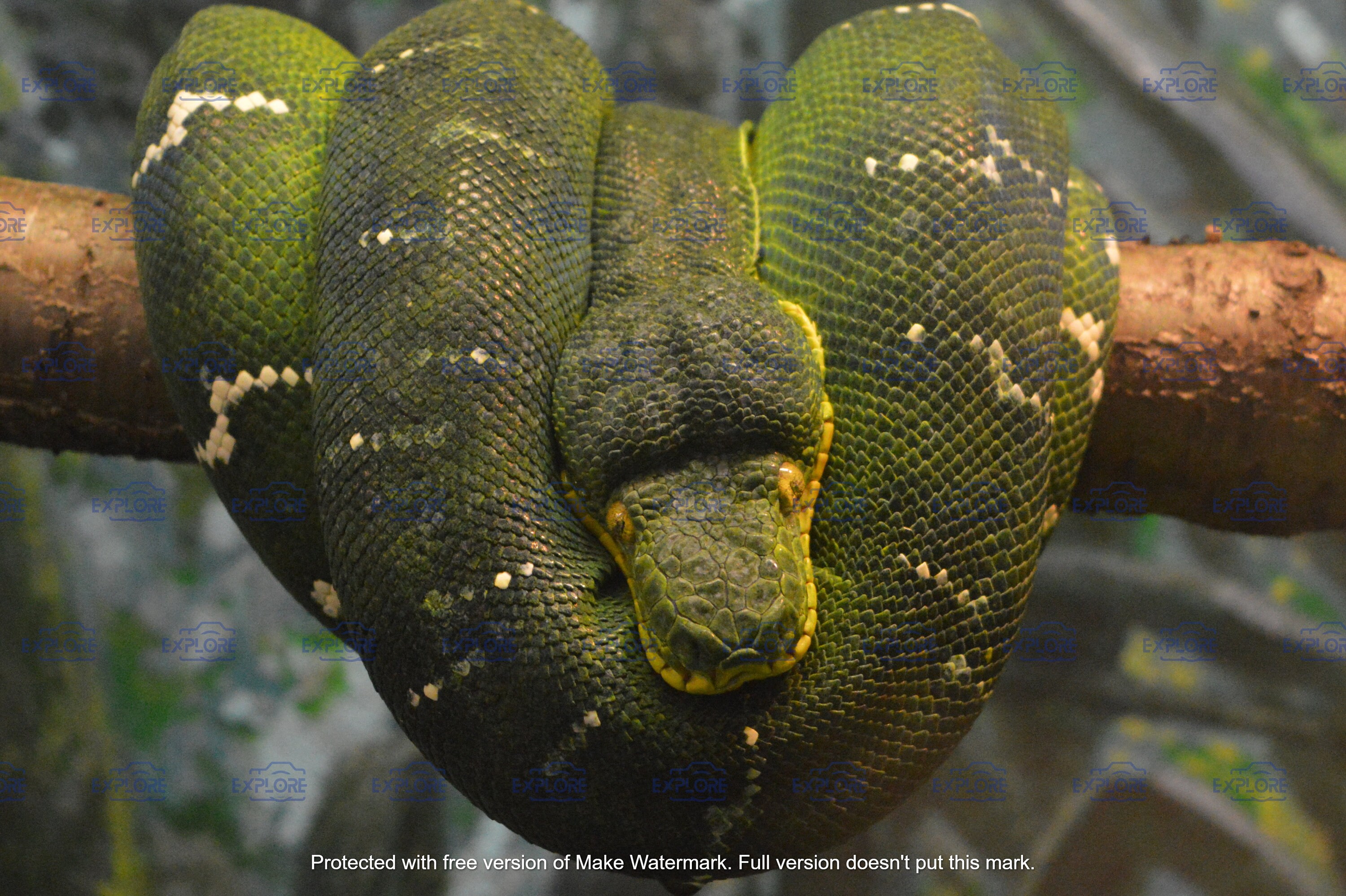 Emerald Tree Boa Massive Green Jungle Serpent Etsy