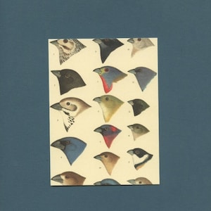 Bird Head Studies Postcard
