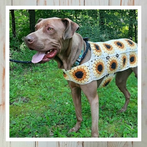 May include: A brown dog wearing a handmade crochet dog sweater with sunflower designs. The sweater features white, yellow, and black colors. The dog is standing on green grass with a leash attached.