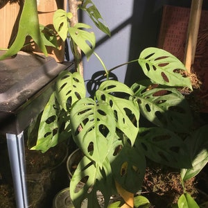 Monstera Adansonii Cutting | Swiss Cheese | Houseplant |