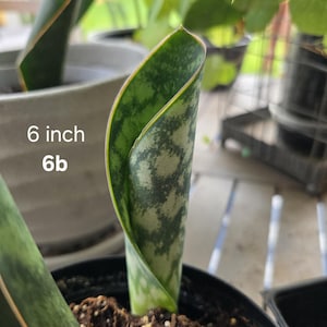 Płetwa wieloryba/Sansevieria Masoniana