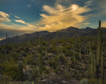 Cloud Formation Saguaro Cactus Landscape Tucson Arizona