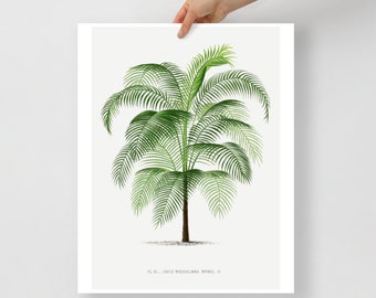 Vintage palm tree illustration 6 Poster