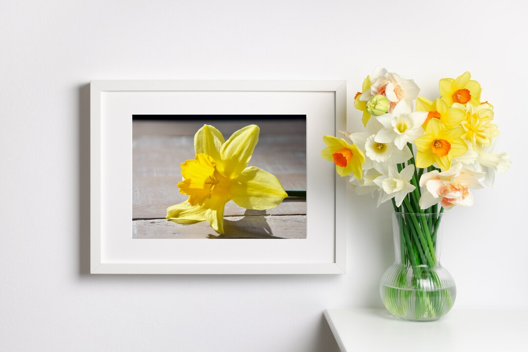 Irish Daffodil Day All Profits From the Sale of This Print Will Go to