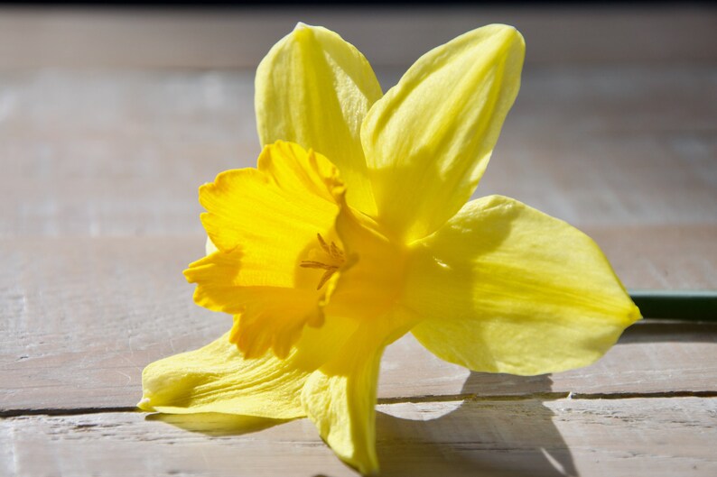 Irish Daffodil Day All Profits From the Sale of This Print Will Go to
