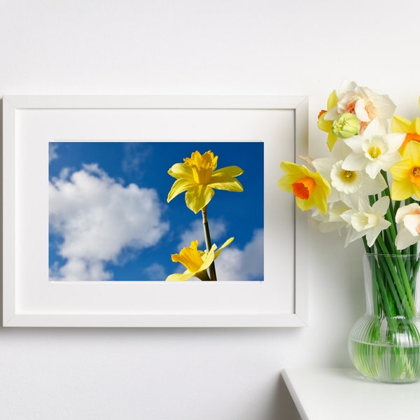 Daffodil Day 2023 : All profits from the sale of this print will go to the Irish Cancer Society