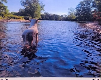 Personalized Pet Memorial Canvas Wall Art - Custom Pet Portrait - Pet Loss Gift - Pet Loss Frame Portrait Photo Canvas