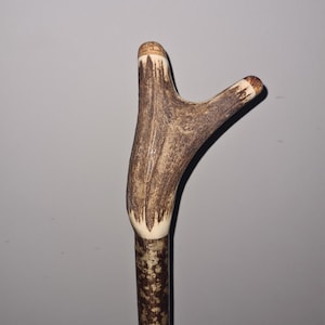 May include: A walking stick with an antler-shaped handle. The handle is light brown with darker brown accents, and the shaft has a mottled pattern. The handle is approximately 15 cm wide.