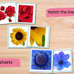 May include: A matching game with six cards featuring close-up images of red roses, yellow sunflowers, and blue anemones. The text "Match the images!" is printed on a pink rectangle at the top of the image. The text "6 sheets" is printed on a pink rectangle at the bottom of the image.