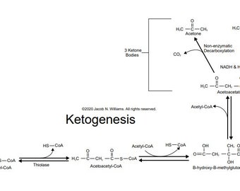 Vereinfachte Metabolic Pathway Map mit vollständigen molekularen Strukturen