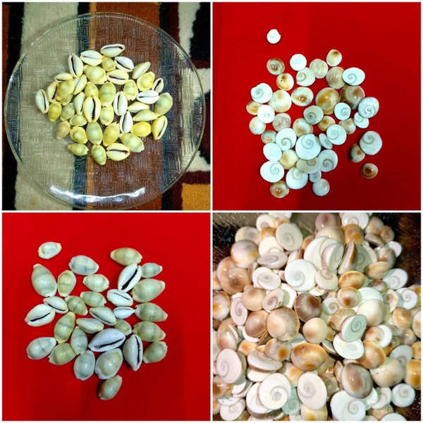 Gomti Gomati Chakra , Peeli Kodi Kaudi , Pooja Items , Yellow Lakshmi Kauri Kodi , Lakshmi Pooja , Mandir Natural Cowrie Cowry ,Ritual Pooja