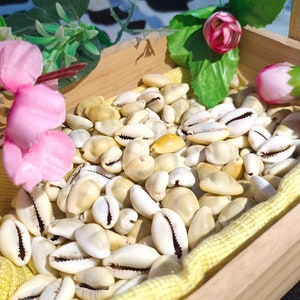 Gomti Gomati Chakra , Peeli Kodi Kaudi , Pooja Items , Yellow Lakshmi Kauri Kodi , Lakshmi Pooja , Mandir Natural Cowrie Cowry ,Ritual Pooja