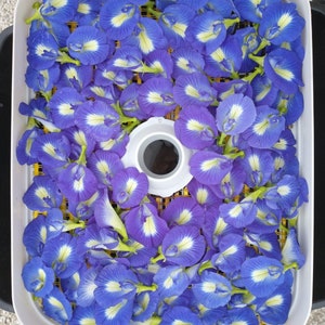 30 Clitoria Ternatea seeds  (blue butterfly pea)