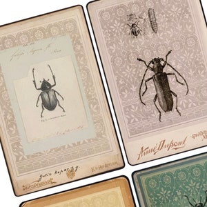 Kit de cartes de journalisation Bugs 01 - 32 cartes de journalisation Feel vintage