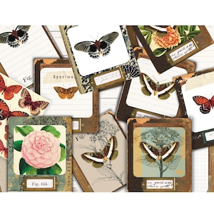 Diapositivas de muestras de mariposas, bolsillos, tarjetas de diario, ciencia, material efímero, diario basura, descarga digital