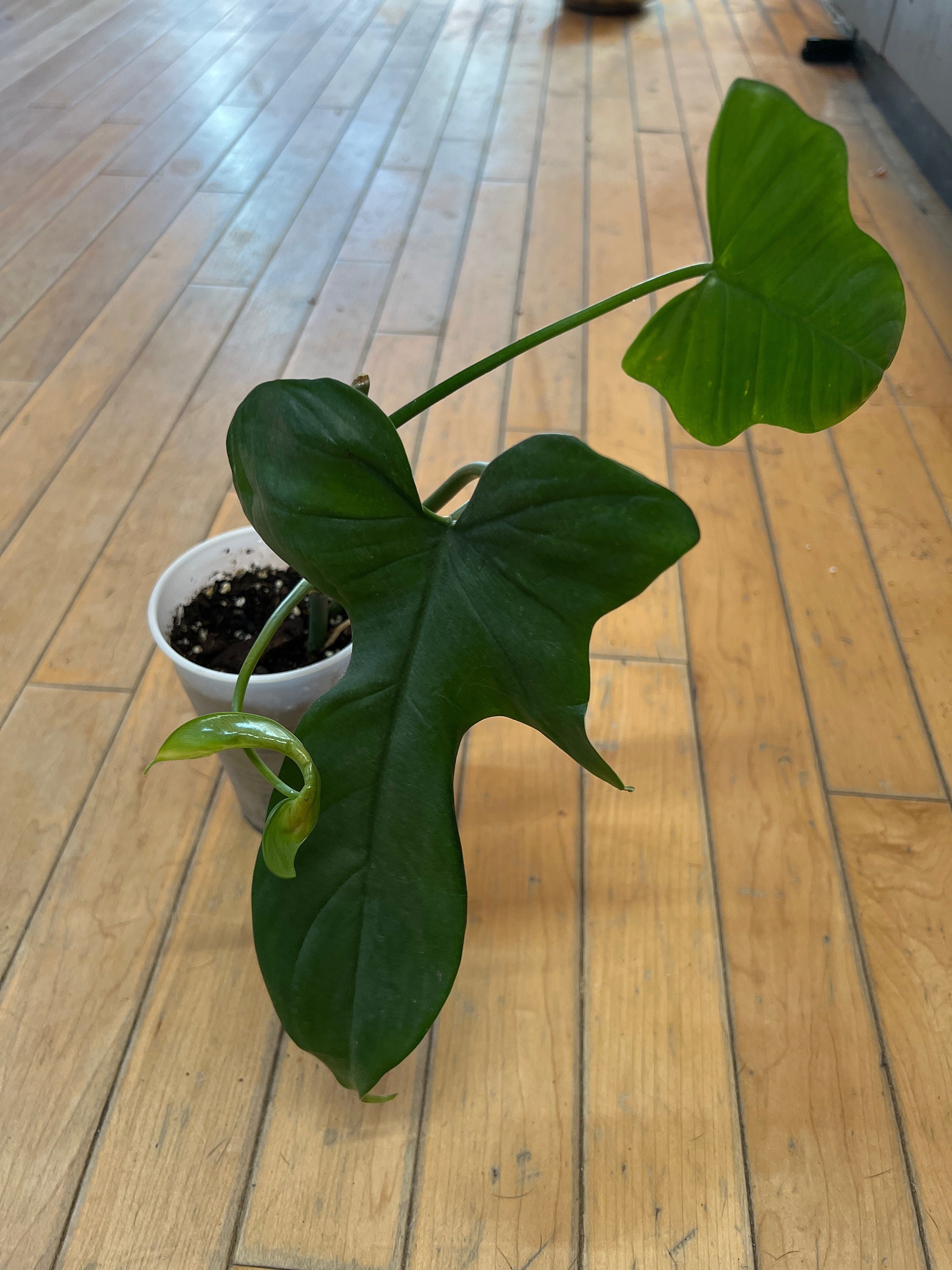 variegated pothos Epipremnum --Shangri La Variegated Pothos--