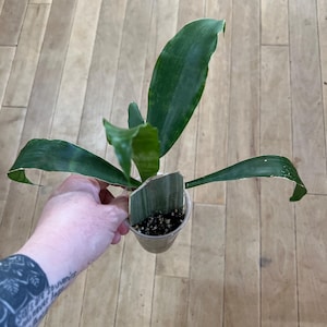 Sansevieria Sayuri
