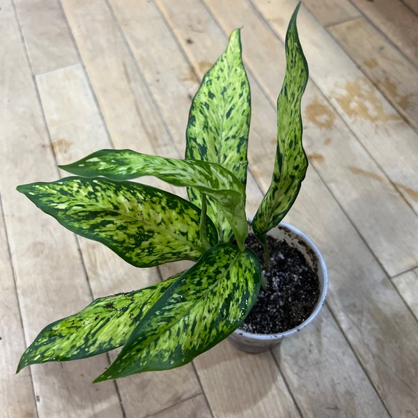 Dieffenbachia Star Bright B