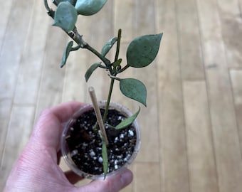 Hoya Krohniana Eskimo