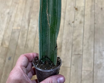 Sansevieria Dragon Fingers Mini - Etsy Canada