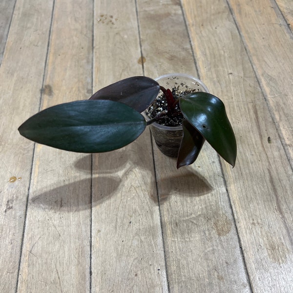 Philodendron Dark lord baby